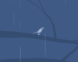 play Where Do Birds Go When It Rains?