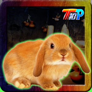 play Thanksgiving Rescue The Bunny