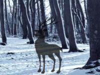 play Hidden Snow Forest