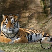 play Hidden-Numbers-43