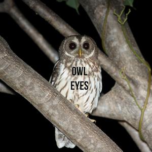 play Owl Eyes