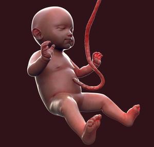 play Planned Parenthood Simulator