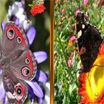 Butterfly-Similarities