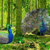 play Peafowl Forest Escape