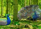 play Games2Rule Peafowl Forest Escape