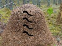 Ant Hill Forest Escape