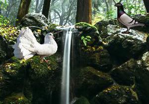 play Pigeon River Forest Escape