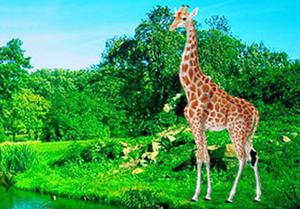 play Giraffe Lake Forest Escape