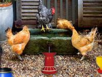play Poultry Farm Easter Escape
