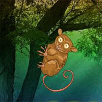 Tarsier Fantasy Forest Escape