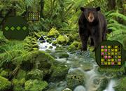 play Bear Land Escape