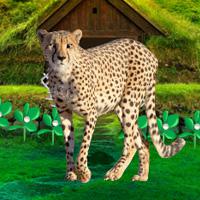 Save The Mountain Cheetah