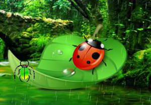 Ladybug Rainforest Escape