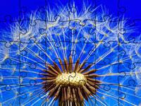 play Jigsaw Puzzle Flowers