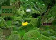 play Green Bush Squirrel Forest Escape