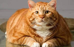 play Garfield! You Bad Cat!