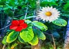 play Tropical Flower Forest
