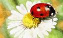 play Ladybugs Room Escape