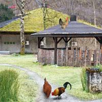 play Livestock-Farm-Escape