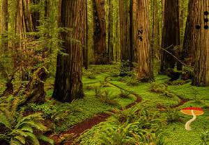 play Redwood National Forest Escape