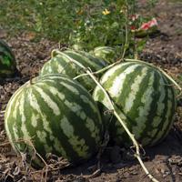 play Watermelon Land Escape