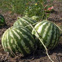 play Watermelon Land Escape