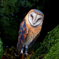 Masked Owl Island Escape