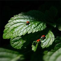 play Nature-Find-Numbers