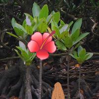 Mangrove Forest Escape