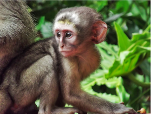 play Save The Primates
