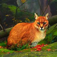 play Big African Golden Cat Escape