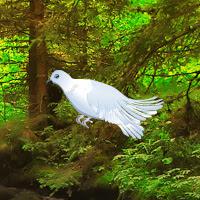 White Pigeon Forest Escape