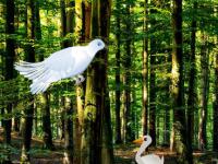 play White Pigeon Forest Escape