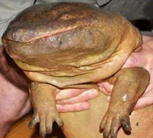 play Blast Off Bingham