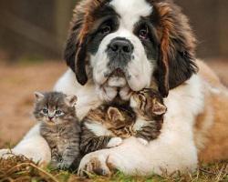 play Dogs Hidden Numbers