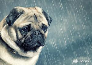 play A Sad Story Of A Dog