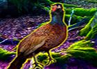 play Big Pheasant Forest Escape