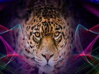 play Little Cheetah Rescue