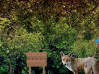 Wild Fox Forest Escape