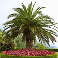 Palm Tree Forest Escape