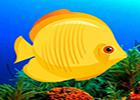 play G2R Underwater Fish Rescue