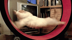 play Giffy Tap The Running Cat