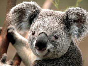 Touhou: Koala Edition