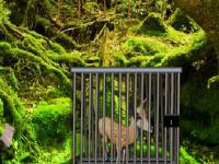 play 8B Fawn Escape