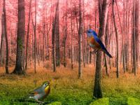 Bird Forest Escape
