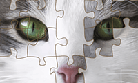 play Jigsaw Puzzle Deluxe