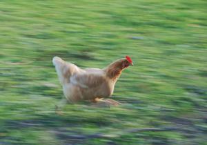 play Suck My Chicken Simulator