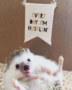 play Touch Thingy To Thingy