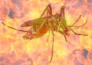 play The Life Of Aedes
