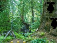play Seral Forest Escape